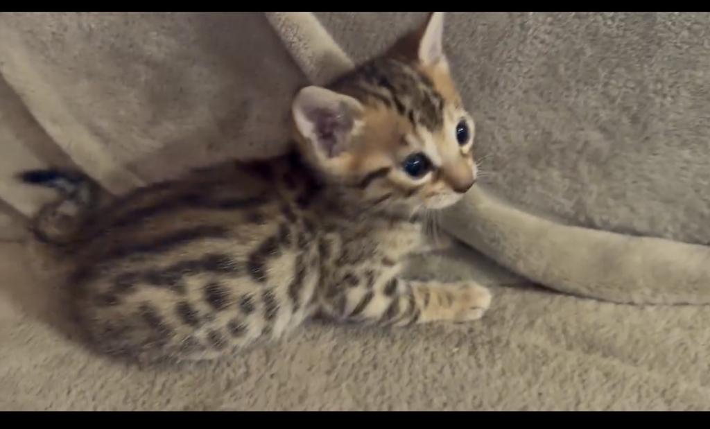 F6 Savannah Kittens Need New Homes photo 4