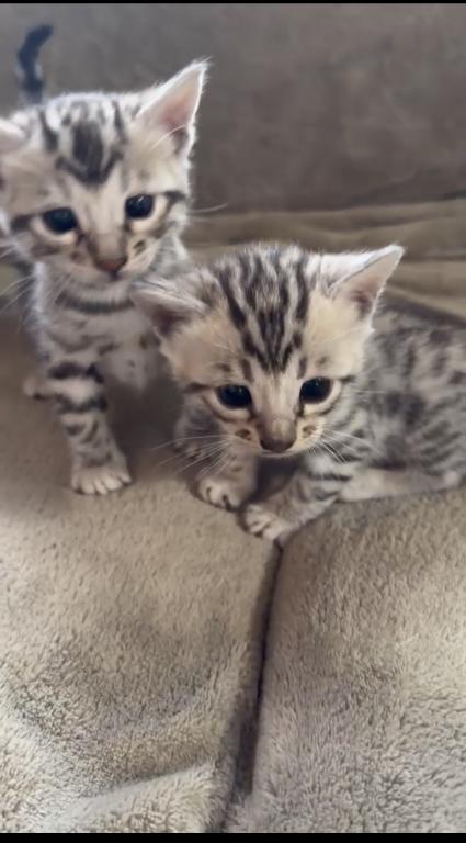 F6 Savannah Kittens Need New Homes photo 7