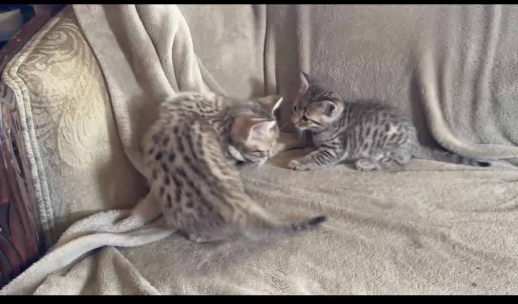 F6 Savannah Kittens Need New Homes photo 9