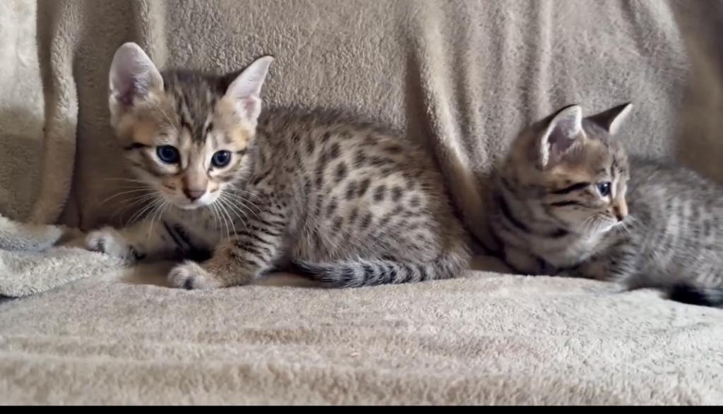 F6 Savannah Kittens Need New Homes