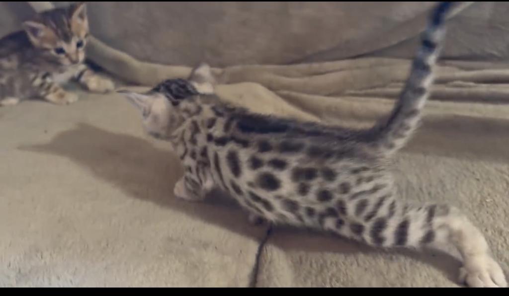 F6 Savannah Kittens Need New Homes photo 3