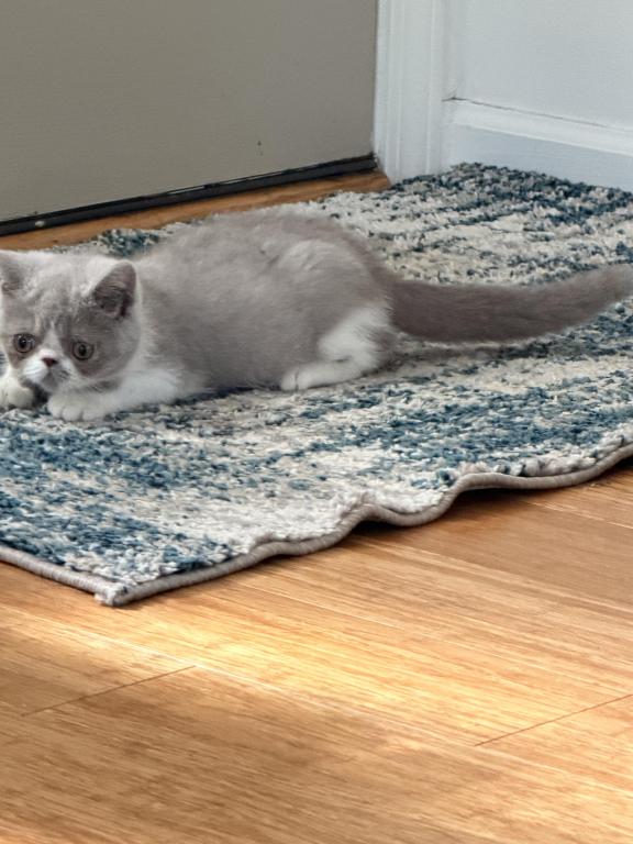 Biscuit Luna