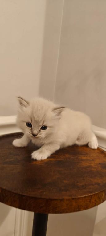 Ragdoll Mitted Male1 photo 7