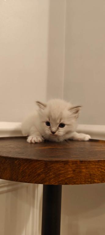 Ragdoll Mitted Male1