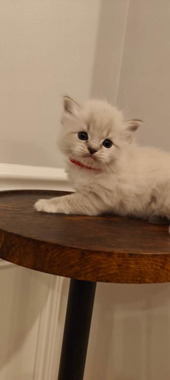 Ragdoll Mitted Male1 photo 6
