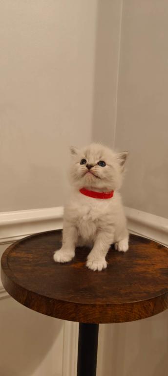 Ragdoll Mitted Male1 photo 3