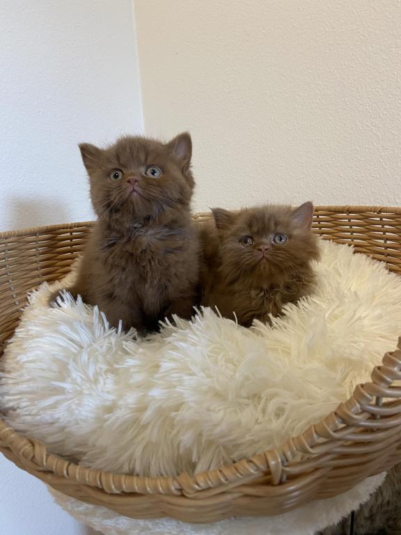 Cinnamon Boys photo 2