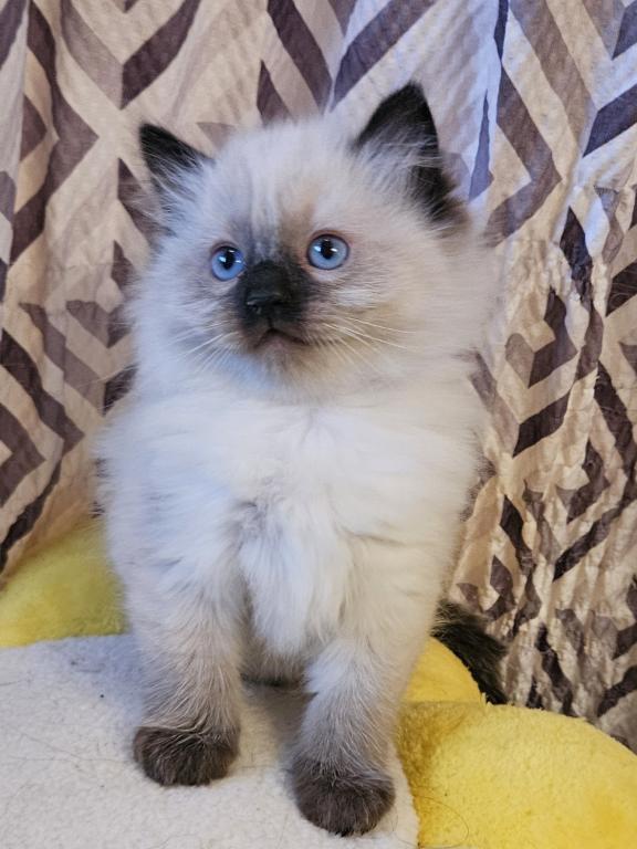 Ragdoll Litter