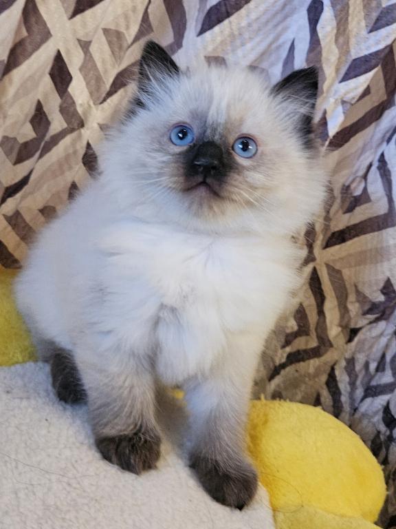 Ragdoll Litter photo 4