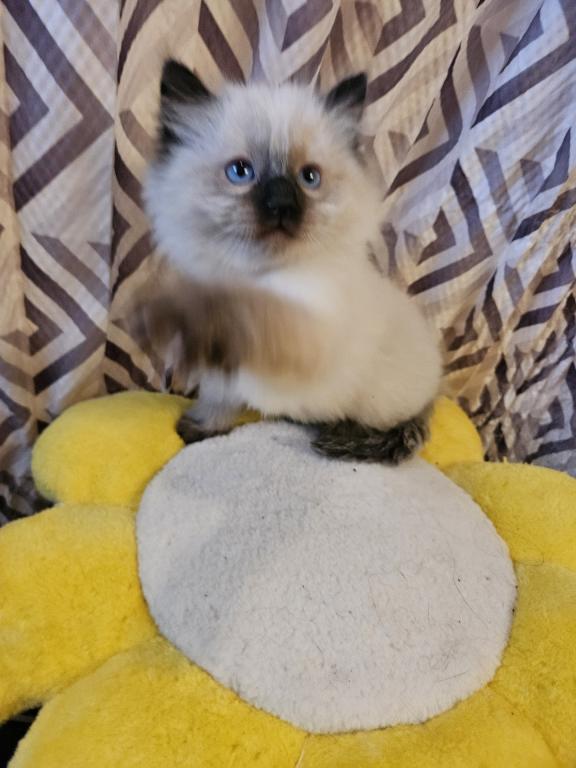 Ragdoll Litter photo 2