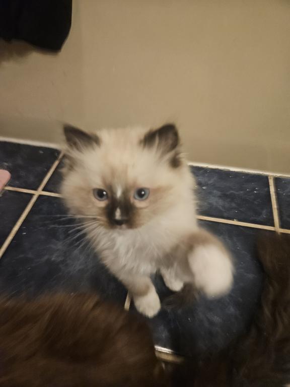 Ragdoll Litter photo 3