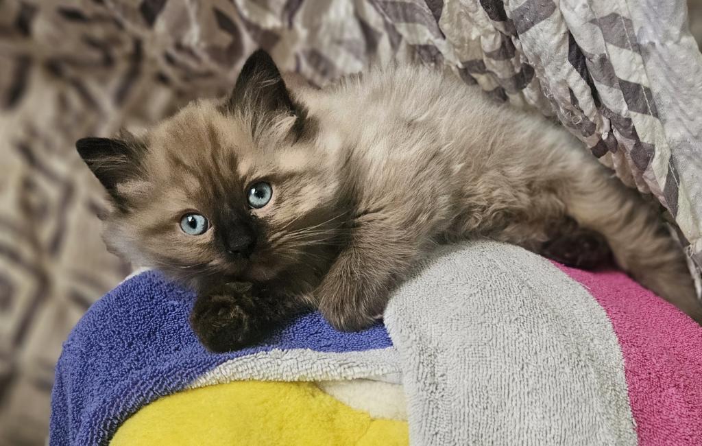Ragdoll Litter photo 5