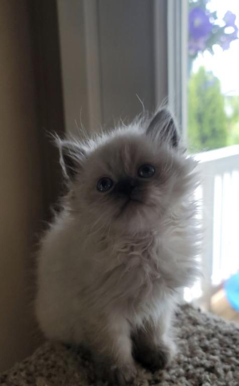 Arby And Bandits Litter photo 2