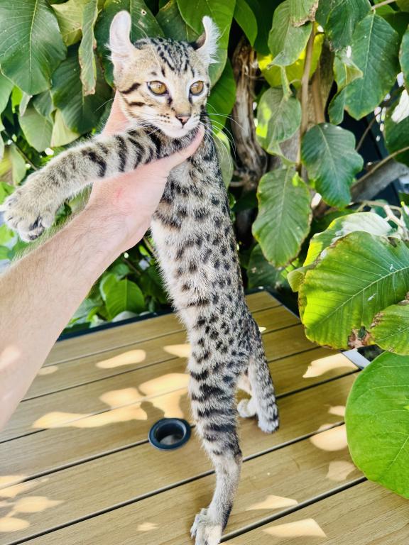 F3 Savannah Mix photo 2