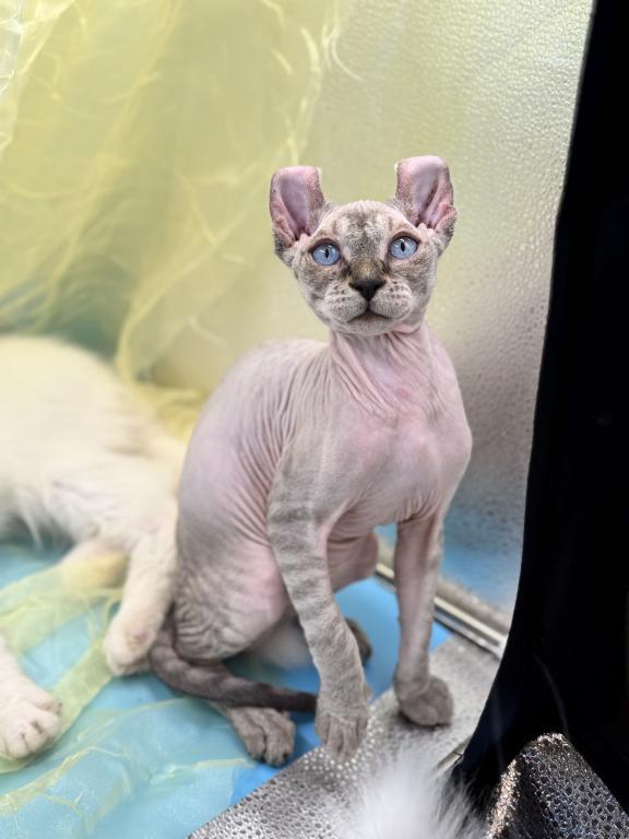 Moon Cat Maine Coon And Elf Sphynx Mix photo 5