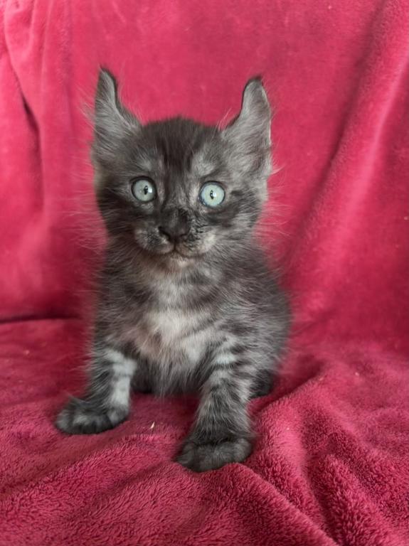 Moon Cat Maine Coon And Elf Sphynx Mix