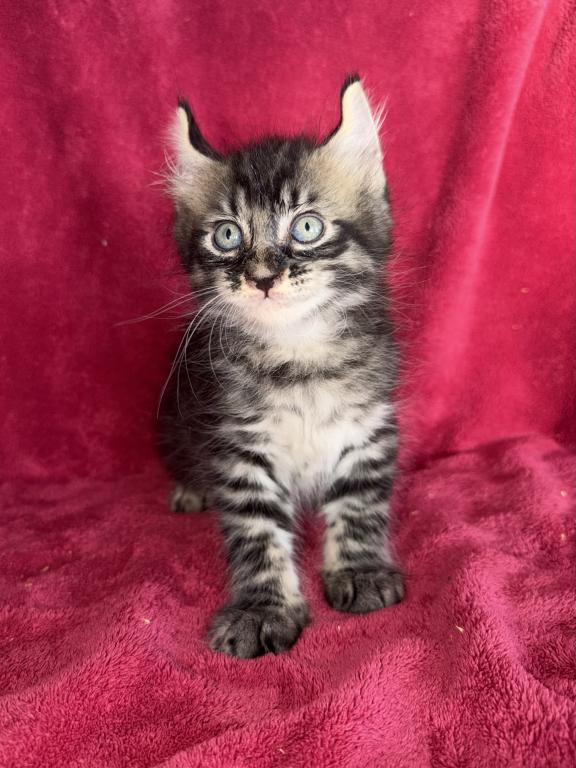 Moon Cat Maine Coon And Elf Sphynx Mix photo 3