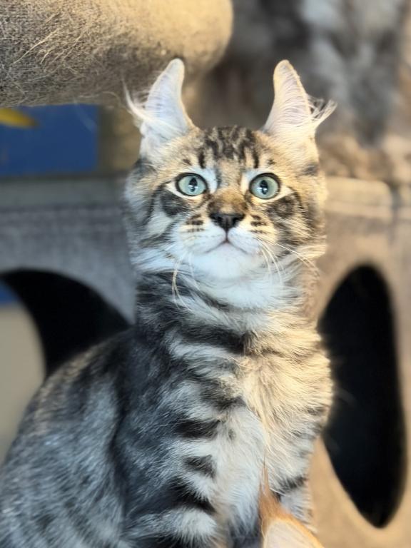 Moon Cat Maine Coon And Elf Sphynx Mix