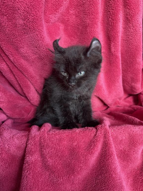 Moon Cat Maine Coon And Elf Sphynx Mix photo 2