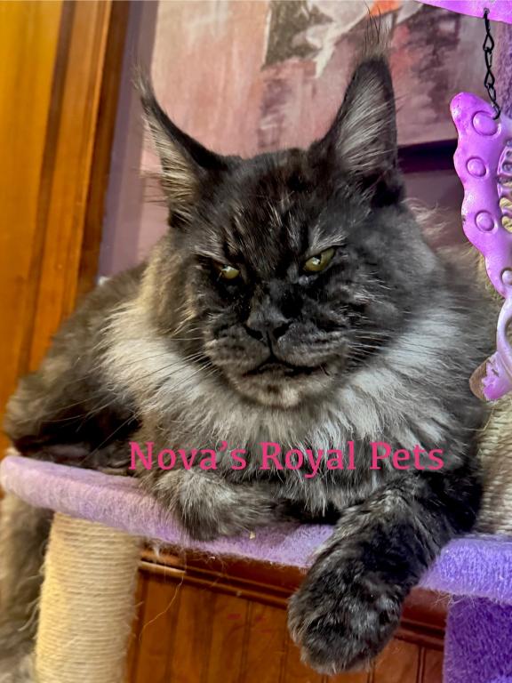 Moon Cat Maine Coon And Elf Sphynx Mix photo 4