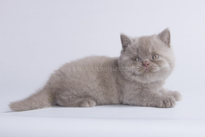British Boys Lilac And Cinnamon Xalot And Xasan photo 12