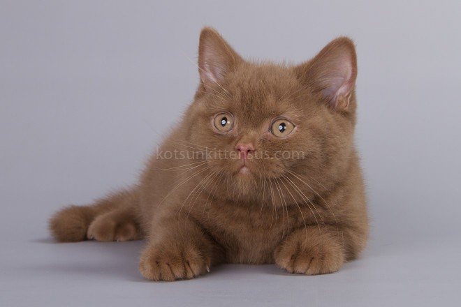 British Boys Lilac And Cinnamon Xalot And Xasan photo 6