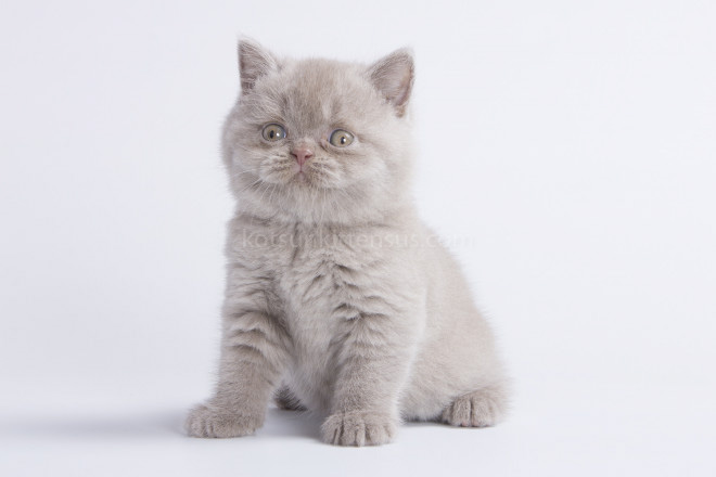 British Boys Lilac And Cinnamon Xalot And Xasan photo 16