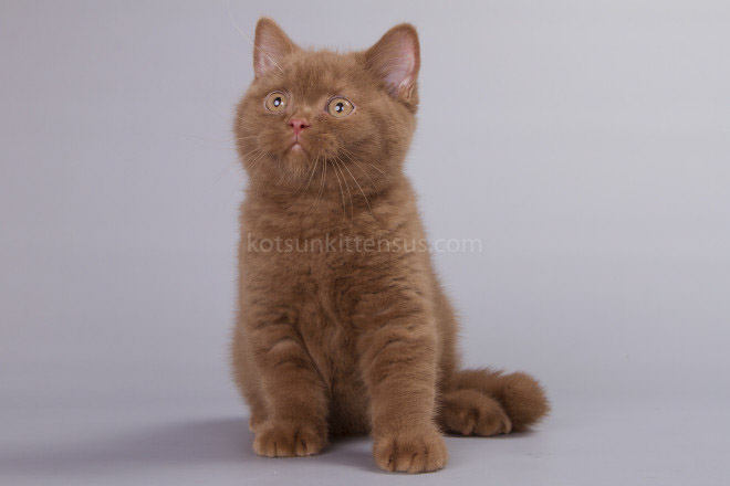 British Boys Lilac And Cinnamon Xalot And Xasan photo 8