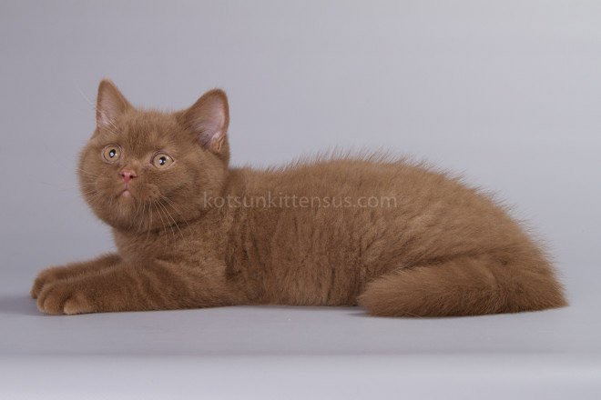 British Boys Lilac And Cinnamon Xalot And Xasan photo 4