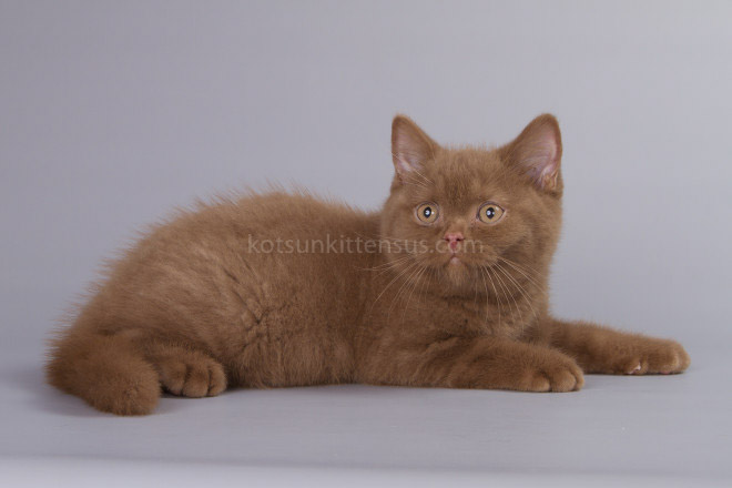 British Boys Lilac And Cinnamon Xalot And Xasan photo 5