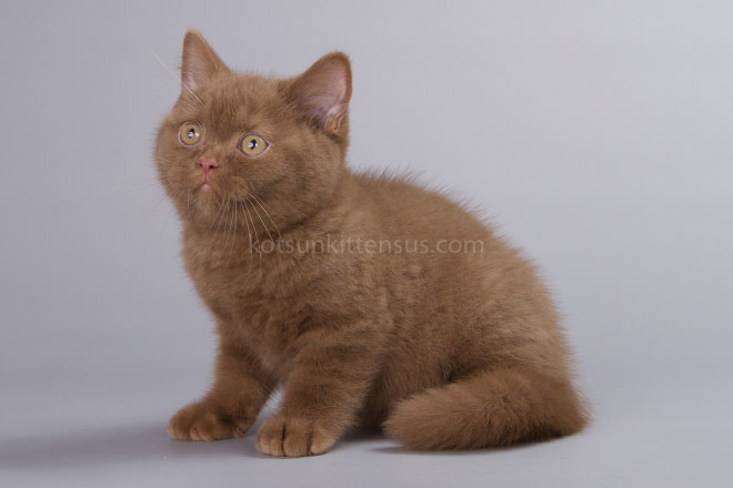 British Boys Lilac And Cinnamon Xalot And Xasan photo 7