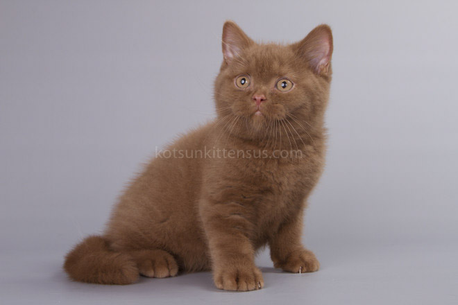 British Boys Lilac And Cinnamon Xalot And Xasan photo 9