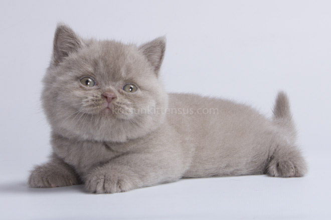 British Boys Lilac And Cinnamon Xalot And Xasan photo 13