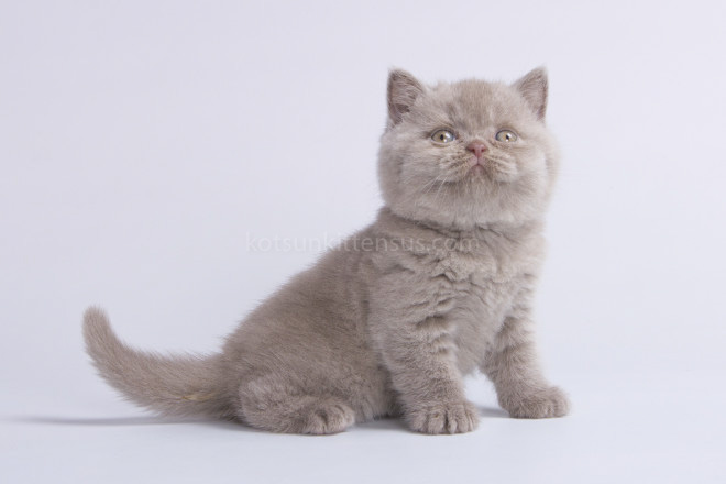 British Boys Lilac And Cinnamon Xalot And Xasan photo 10