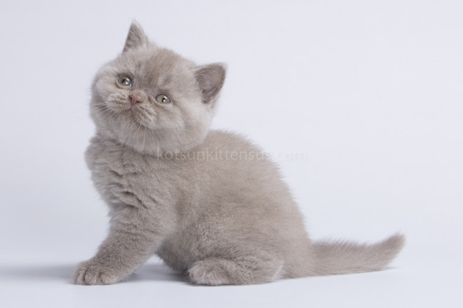 British Boys Lilac And Cinnamon Xalot And Xasan photo 15