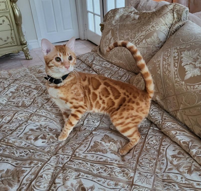 Bengal Kittens Available Now photo 3