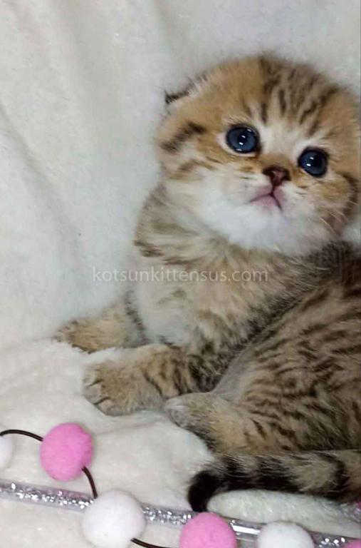 Barney Leopard Cub Scottish Fold Tabby Boy photo 5