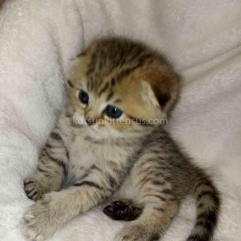 Barney Leopard Cub Scottish Fold Tabby Boy photo 3