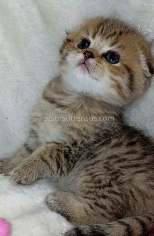 Barney Leopard Cub Scottish Fold Tabby Boy photo 4