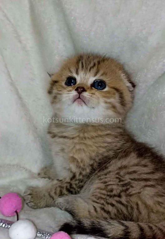 Barney Leopard Cub Scottish Fold Tabby Boy photo 2