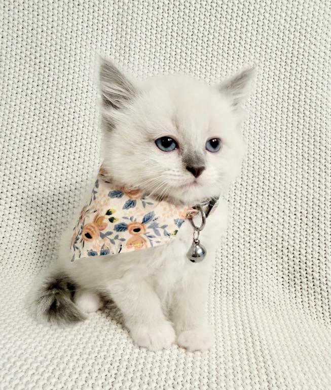 Peaches photo 4
