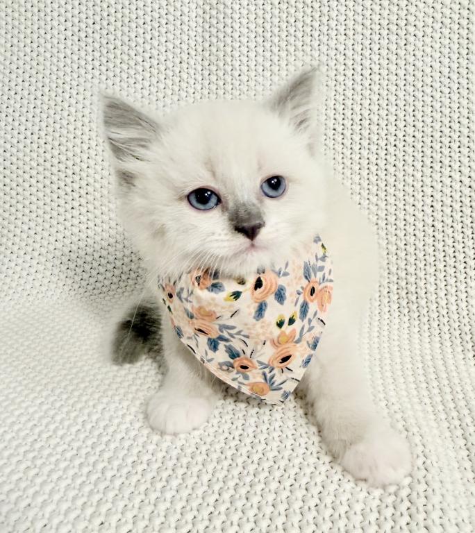 Peaches