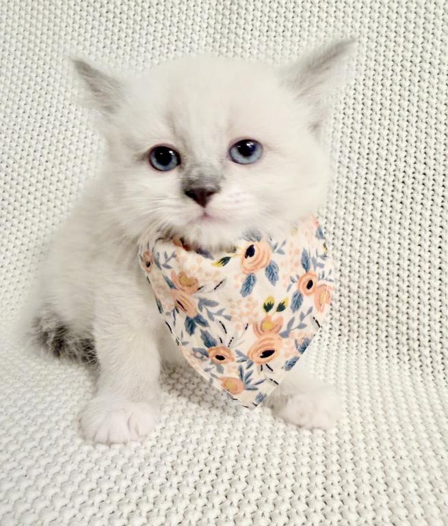 Peaches photo 3