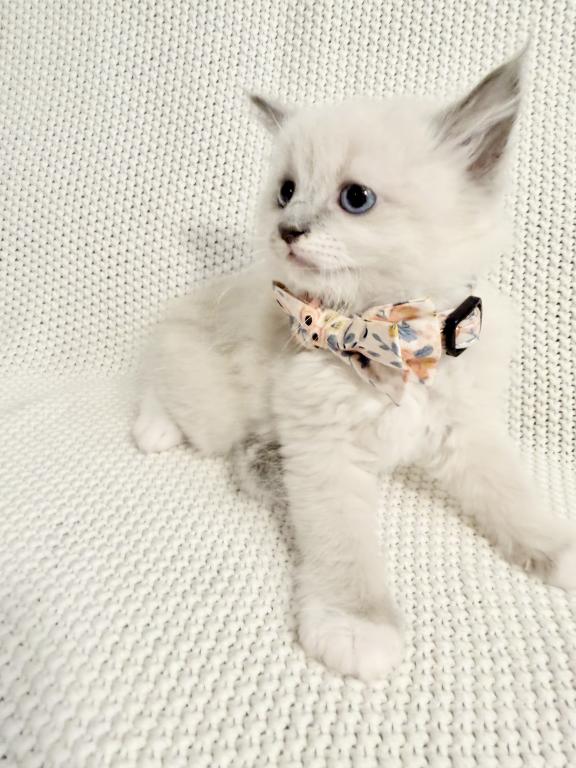 Olivia photo 3