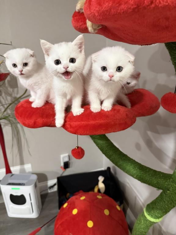Lulu & Leyla Litter B photo 3