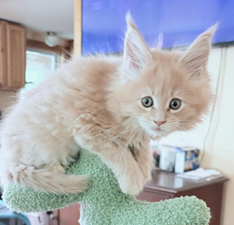 Fiona