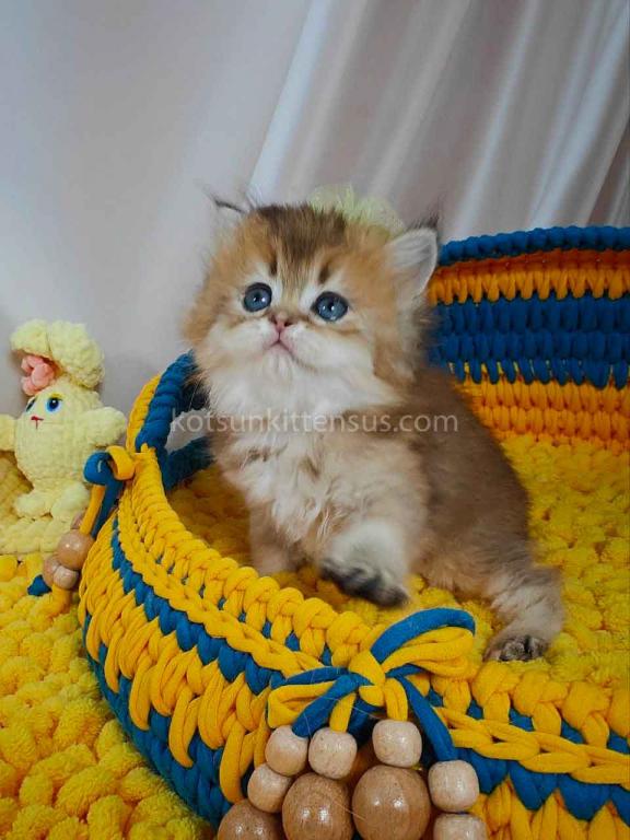 Germiona Golden Chinchilla Baby Girl photo 6