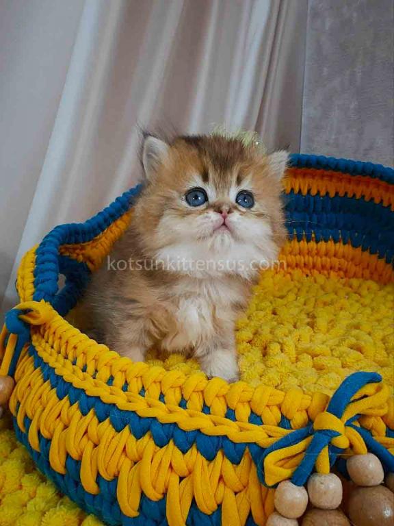 Germiona Golden Chinchilla Baby Girl