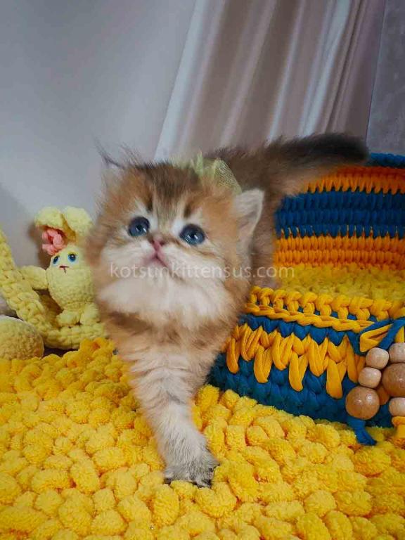 Germiona Golden Chinchilla Baby Girl photo 5
