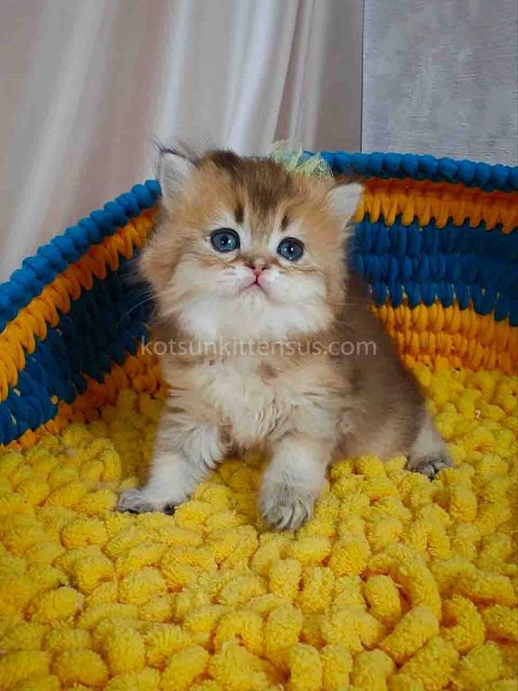 Germiona Golden Chinchilla Baby Girl photo 4